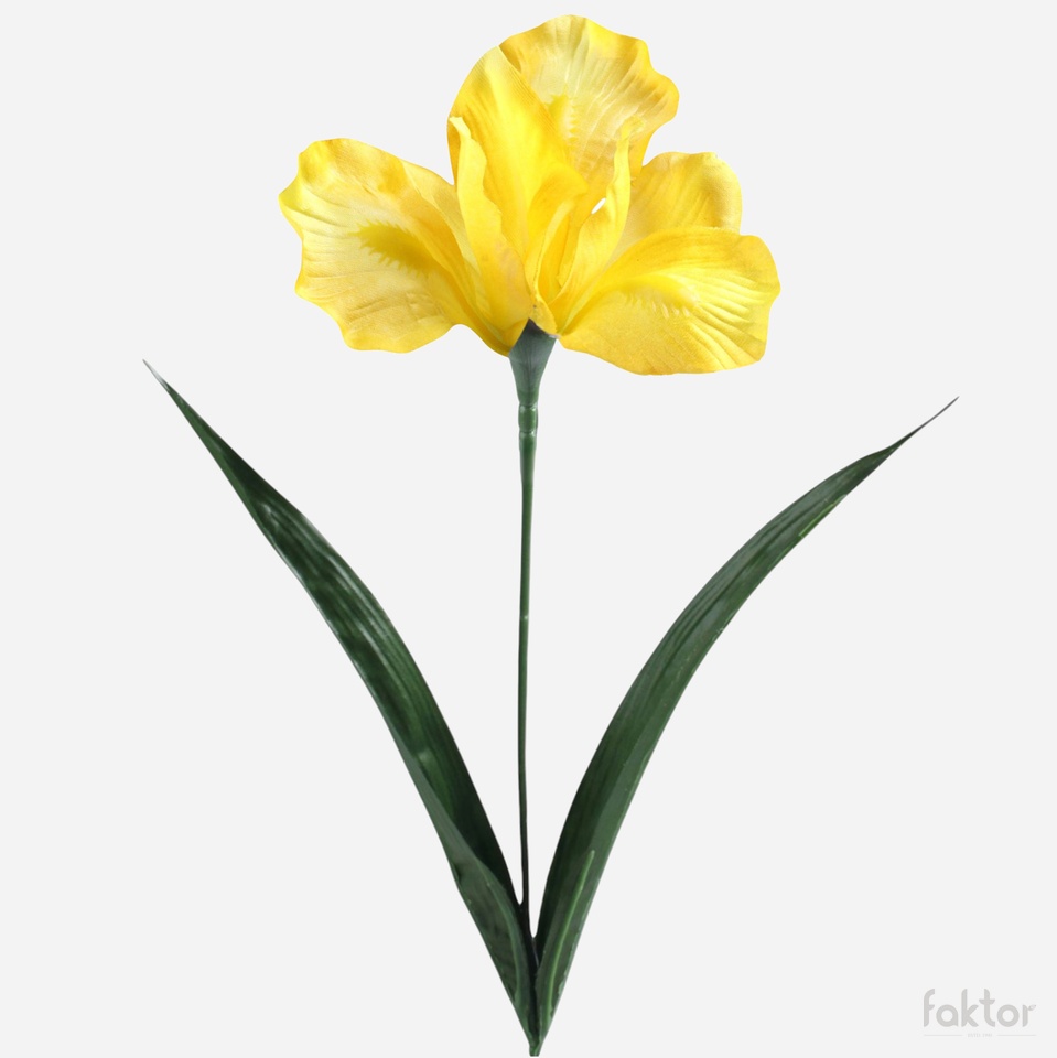 Iris, Yellow G142-05