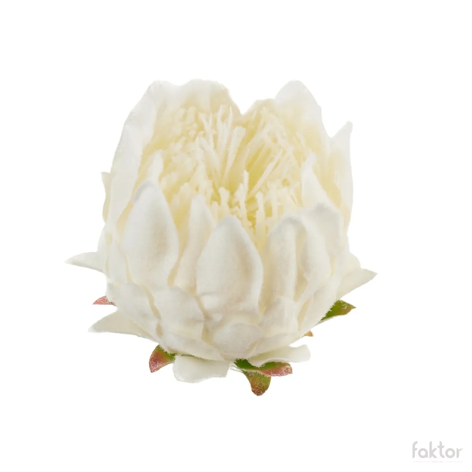 artichoke, White B101-05