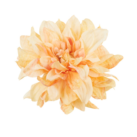 Dahlia, 08 tea B134-08