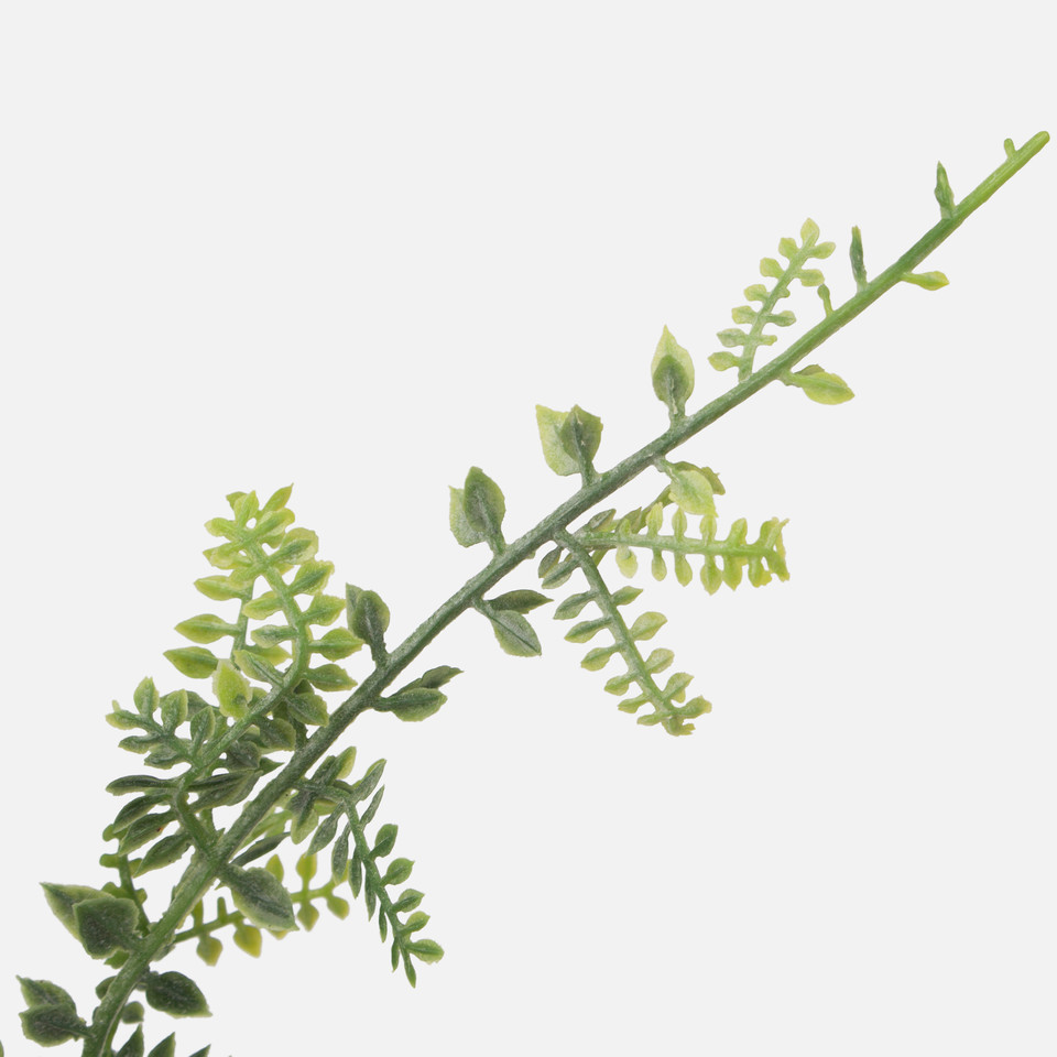 Asparagus, T.T. Green A350
