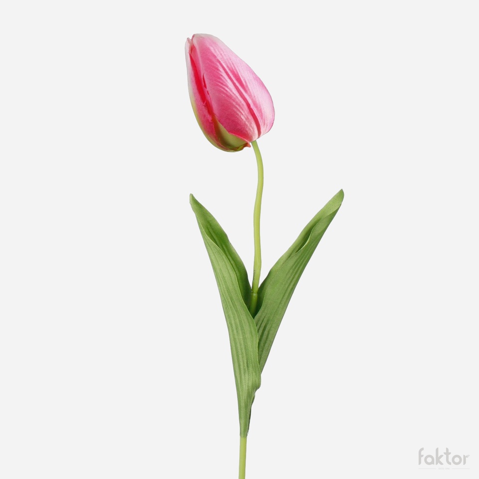 Tulip, Lt. Pink/Green (6) G166-09