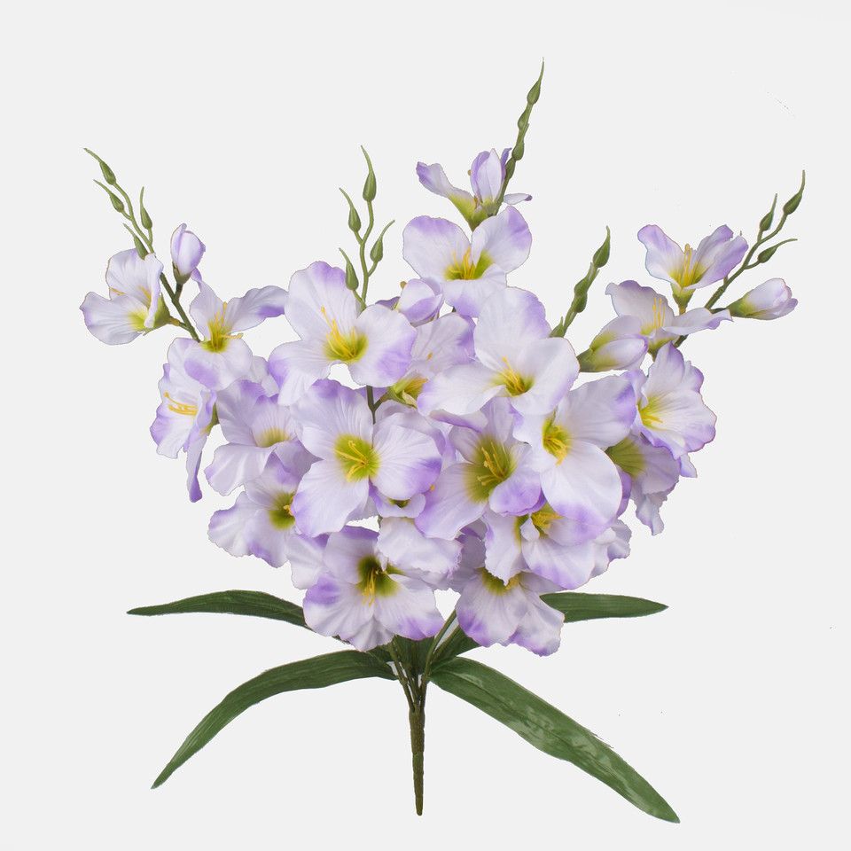 Gladiolus x 5, Mix 2 Q998-02
