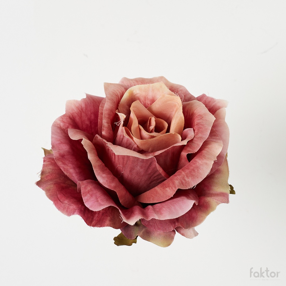 Róża, Autumn Peach B52-043