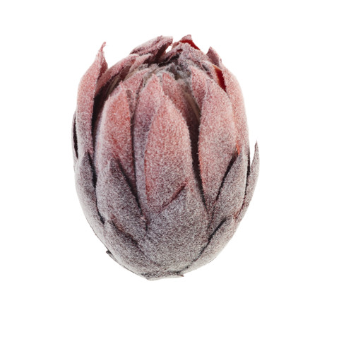 Protea B106