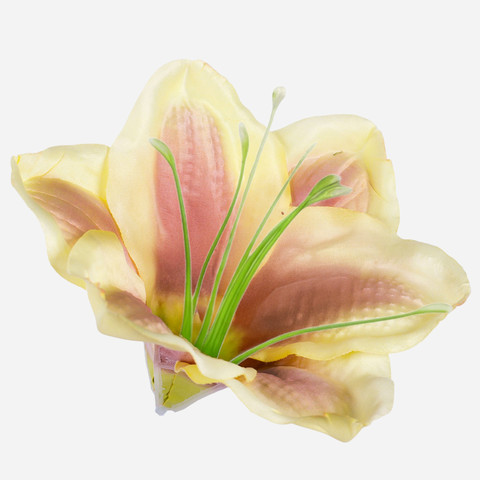 Satin amaryllis, Lt. Yellow/Purple W685-08