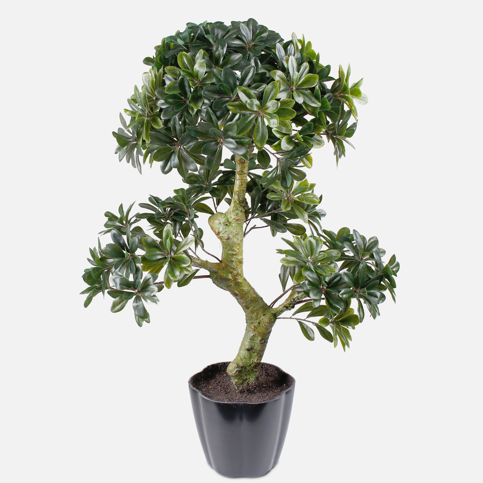 Bonsai D358