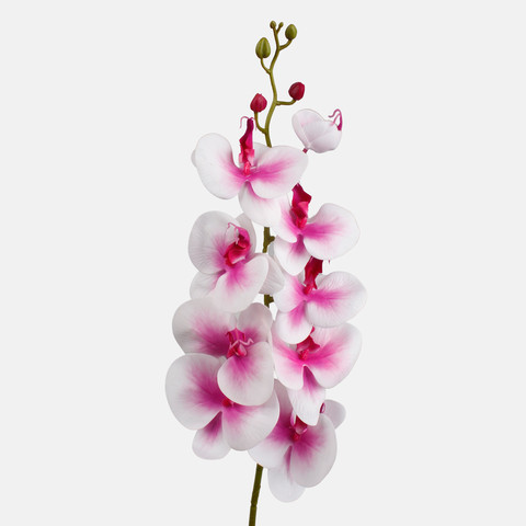 Orchid, Pink/White L768L-02