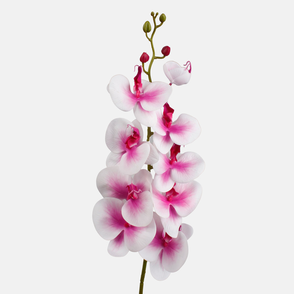 Orchid, Pink/White L768L-02