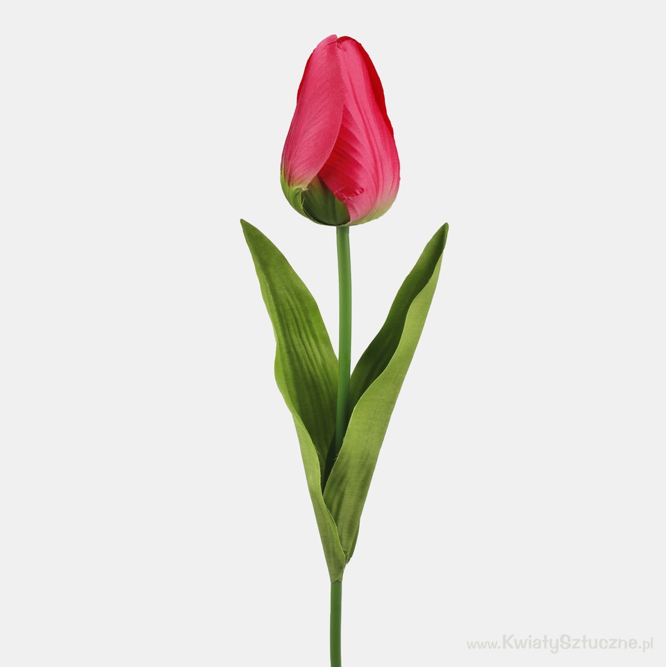 Tulip, Beauty L777-02