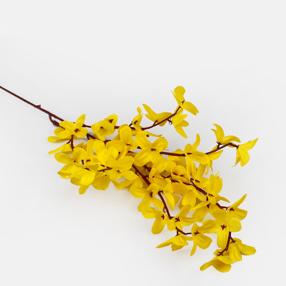 Forsycja, Yellow G234-01