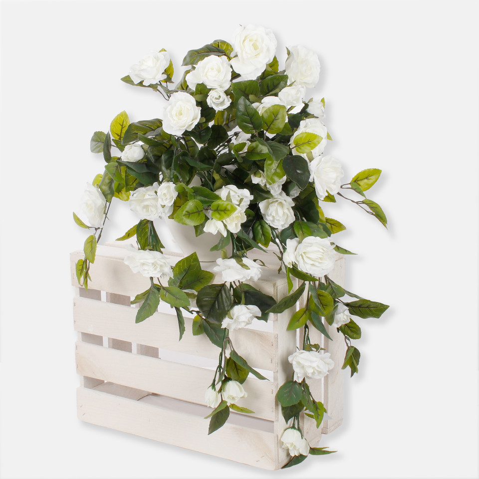 Rose, Pure White K016-08