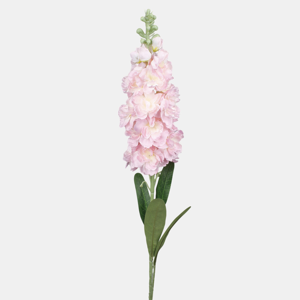Delphinium, Lt. Pink L019-02