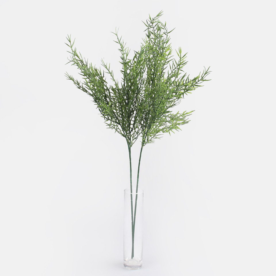 Asparagus, Green A703-01