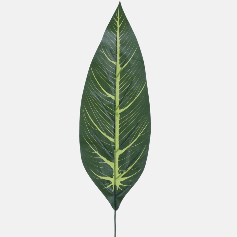Liść difenbachii, Green H005B-02