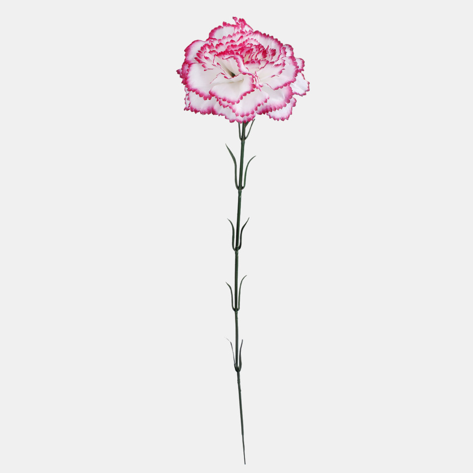 Carnation, Cream/Dk. Pink Edge G392-05