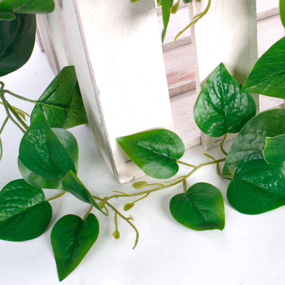 Trailing Pothos, Green B054