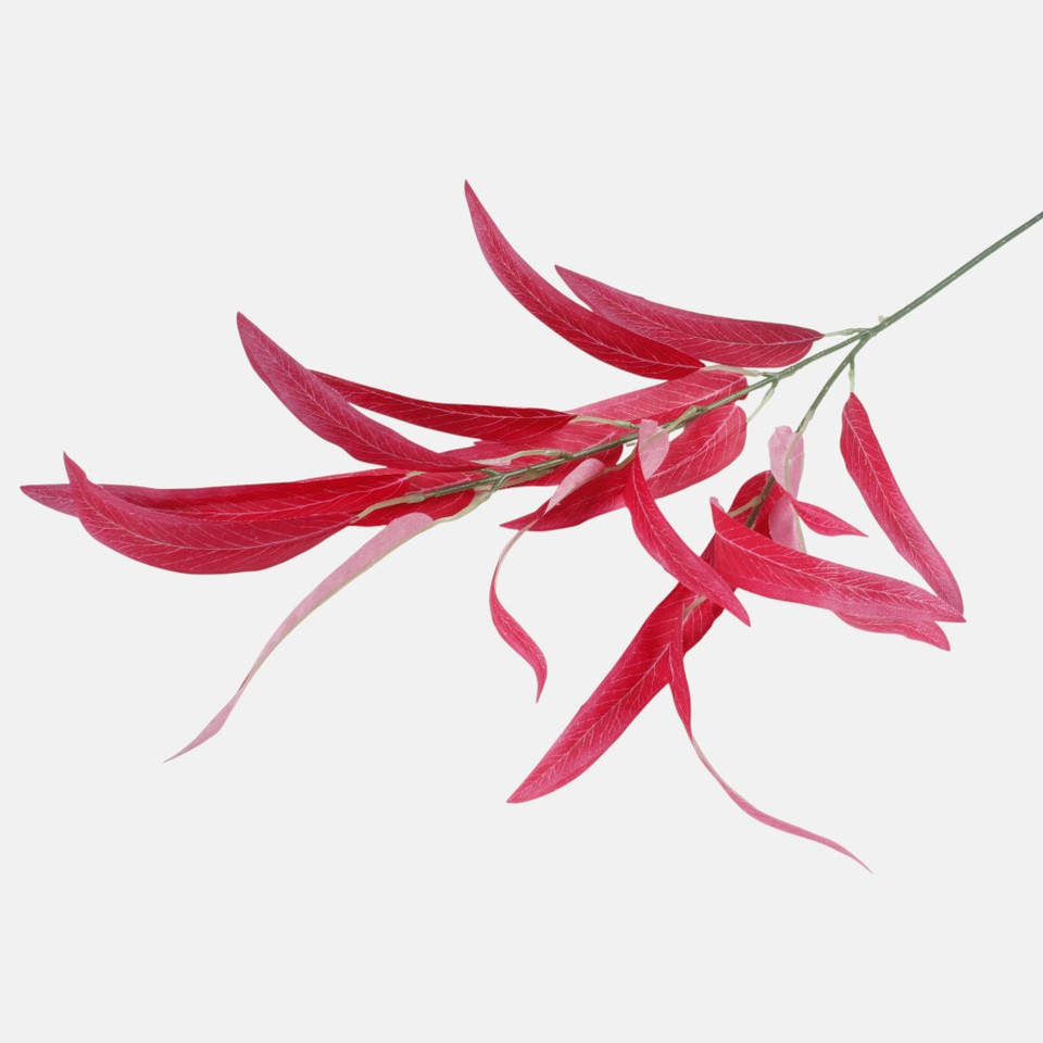 Wierzba, Red F250-04