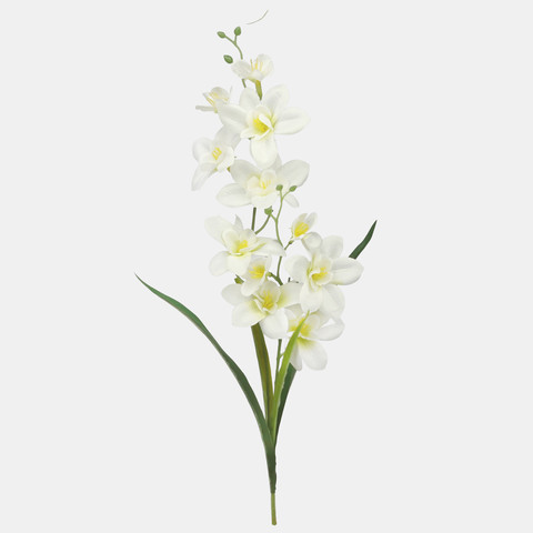 Storczyk satynowy z liściem, Cream G284-02