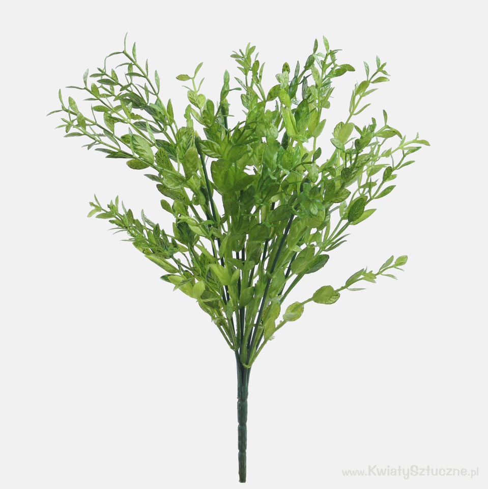 Boxwood x 7, Lt. Green A605-01