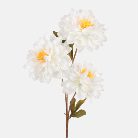 Dahlia, Cream G481-01