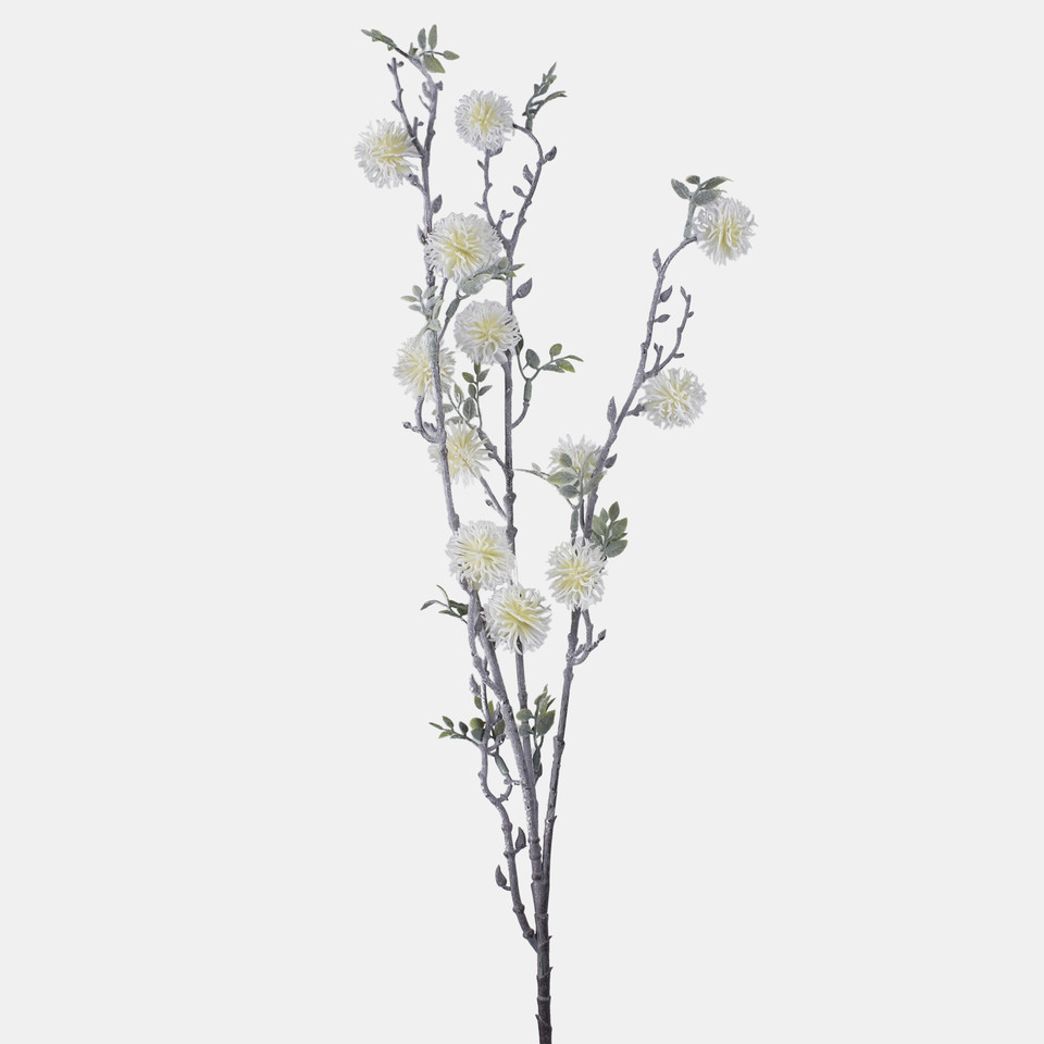 Buttonbush, White F138-01
