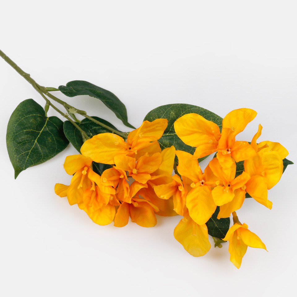 Bougainvillea, Yellow L743-03