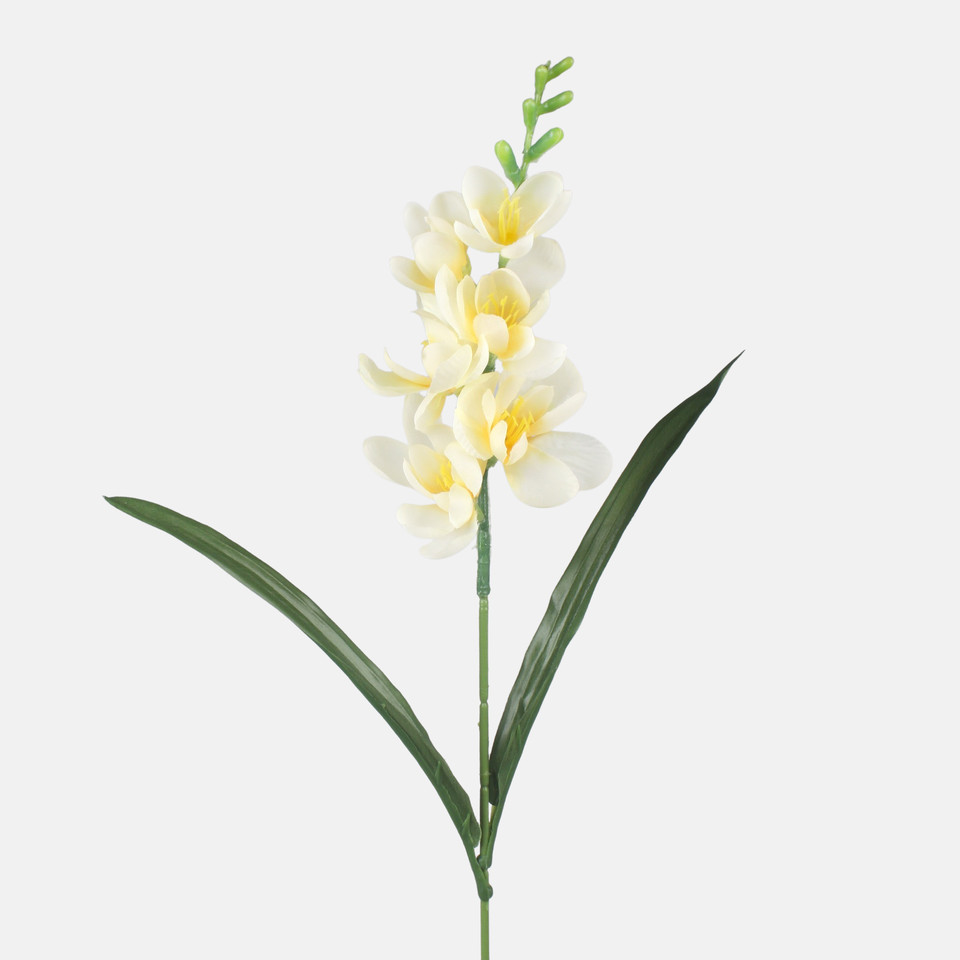 Freesia, Mix 1 G469-01