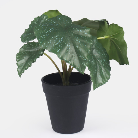 Begonia w doniczce Z206
