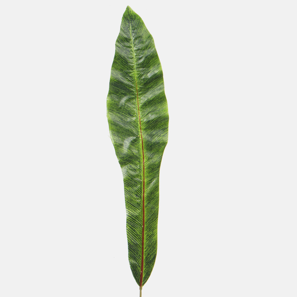 Asplenium leaf, Green A409