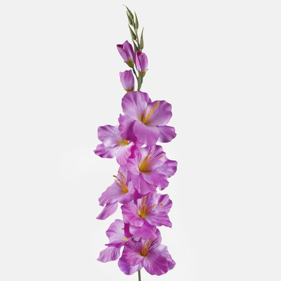 Mieczyk satynowy, Lilac L190A-36