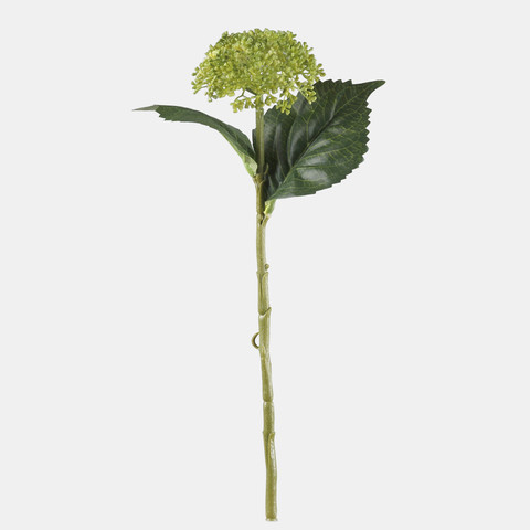 Hydrangea, Green G459-01