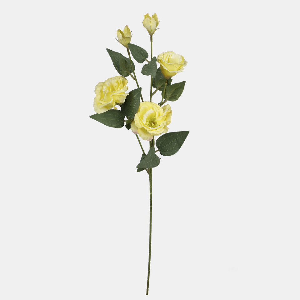 Eustoma, Yellow L872-03
