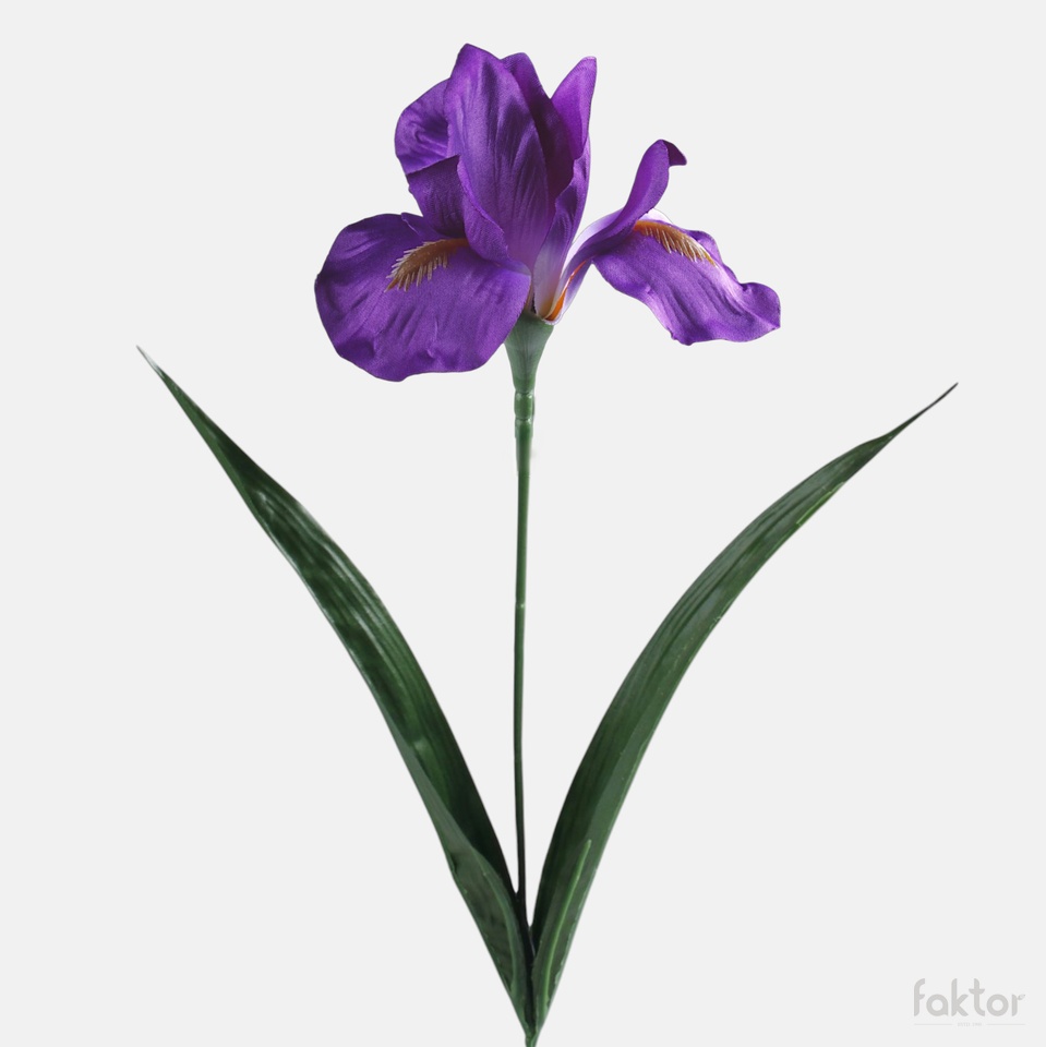 Iris, Violet G142-01