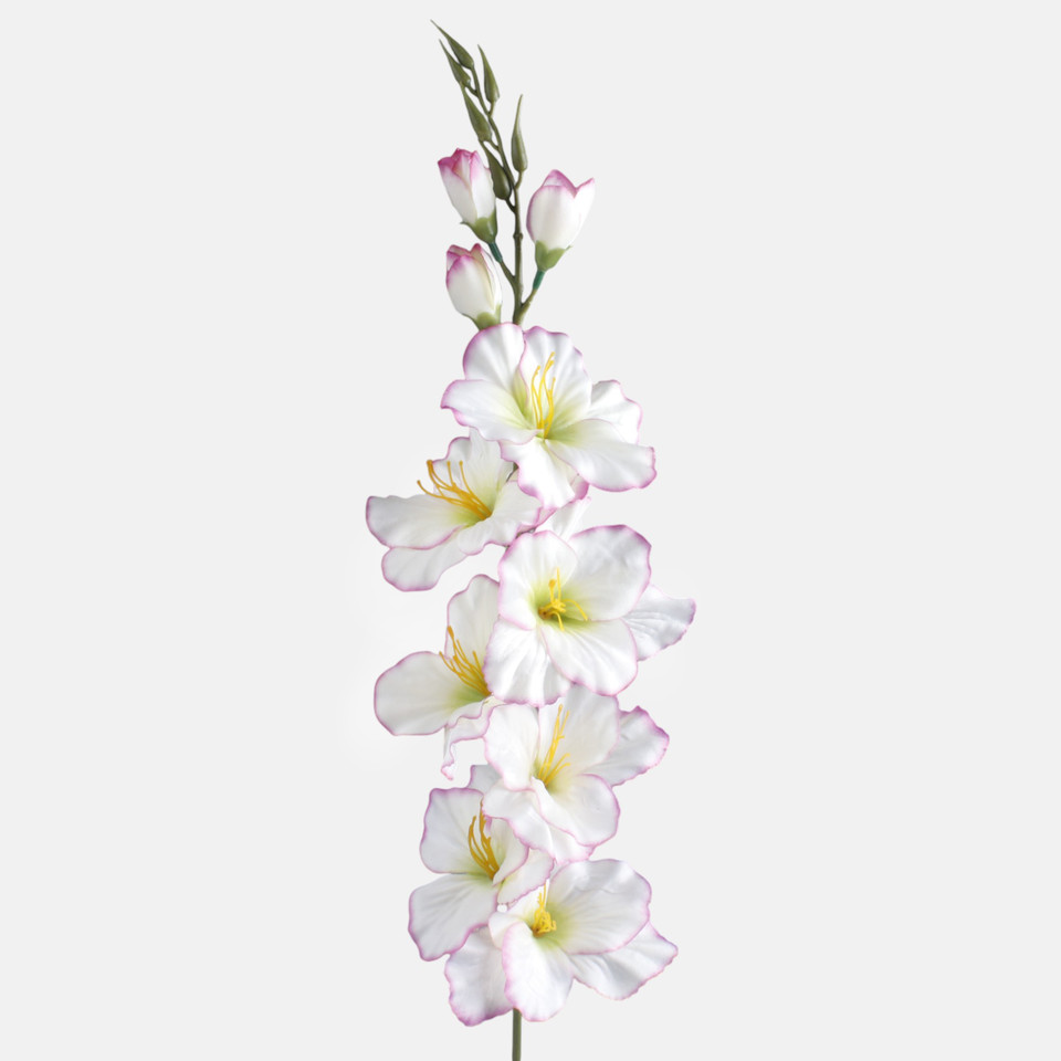 Mieczyk satynowy, Cream/Purple Edge/Green Center L190A-30