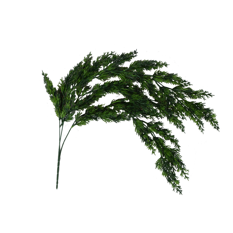 Thuja, Green B250X-02