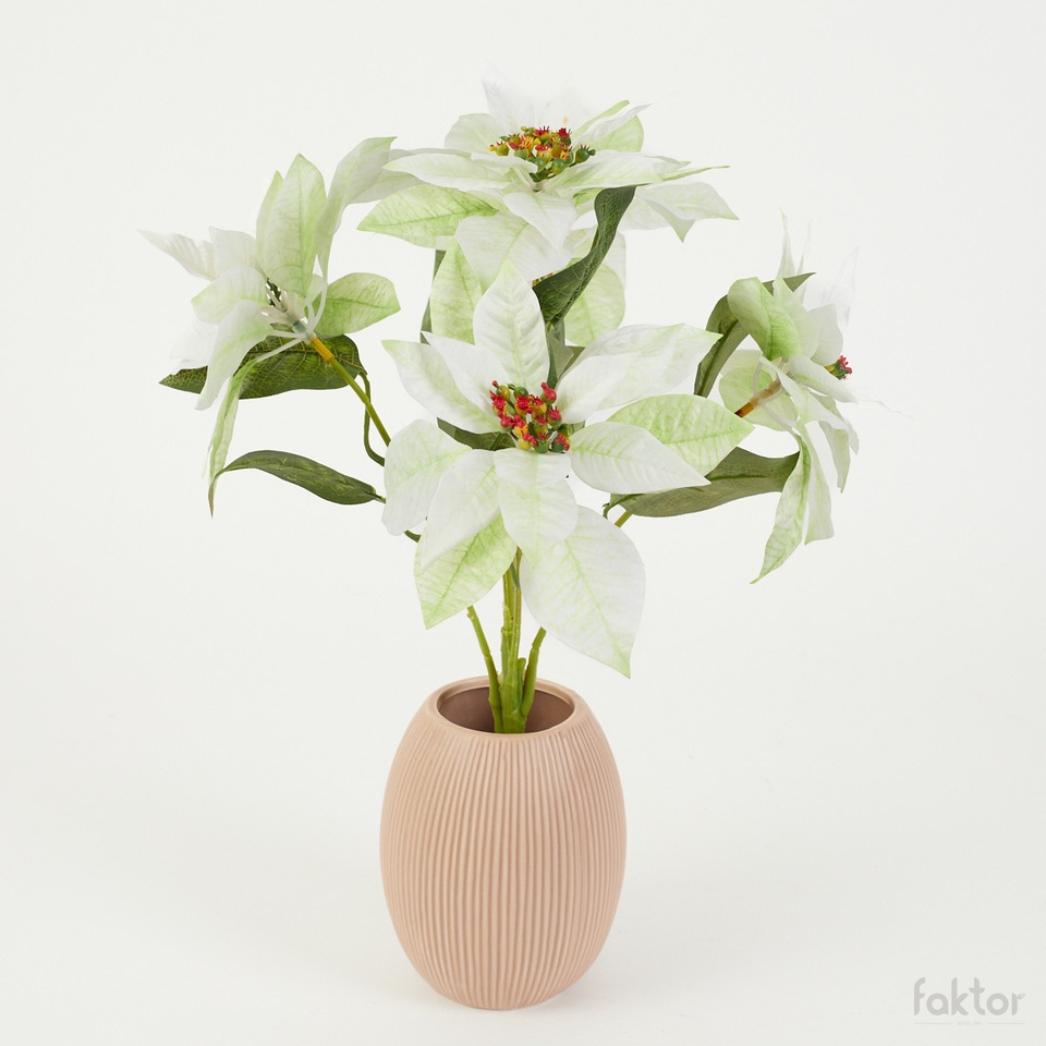 Poinsettia x 5, Cream/Green YP38-01