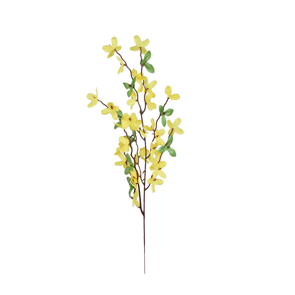 Forsycja, Yellow GK264E-00