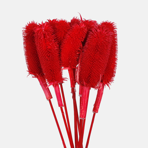 Dried natural thistle, Red Y607-05