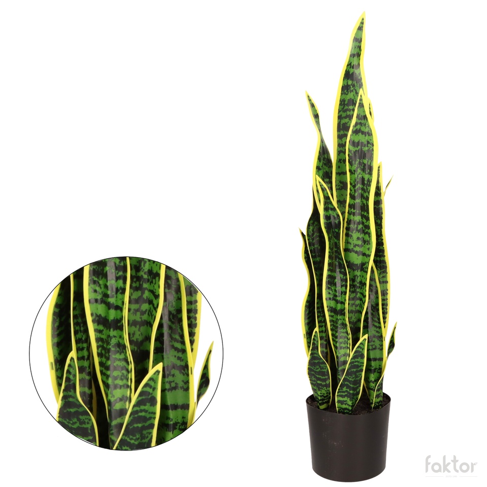 Sansewieria w doniczce 80 cm D087-00
