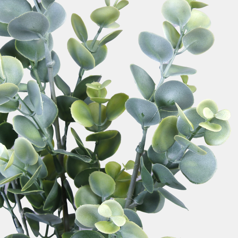 Eucalyptus, T.T. Green A478-01