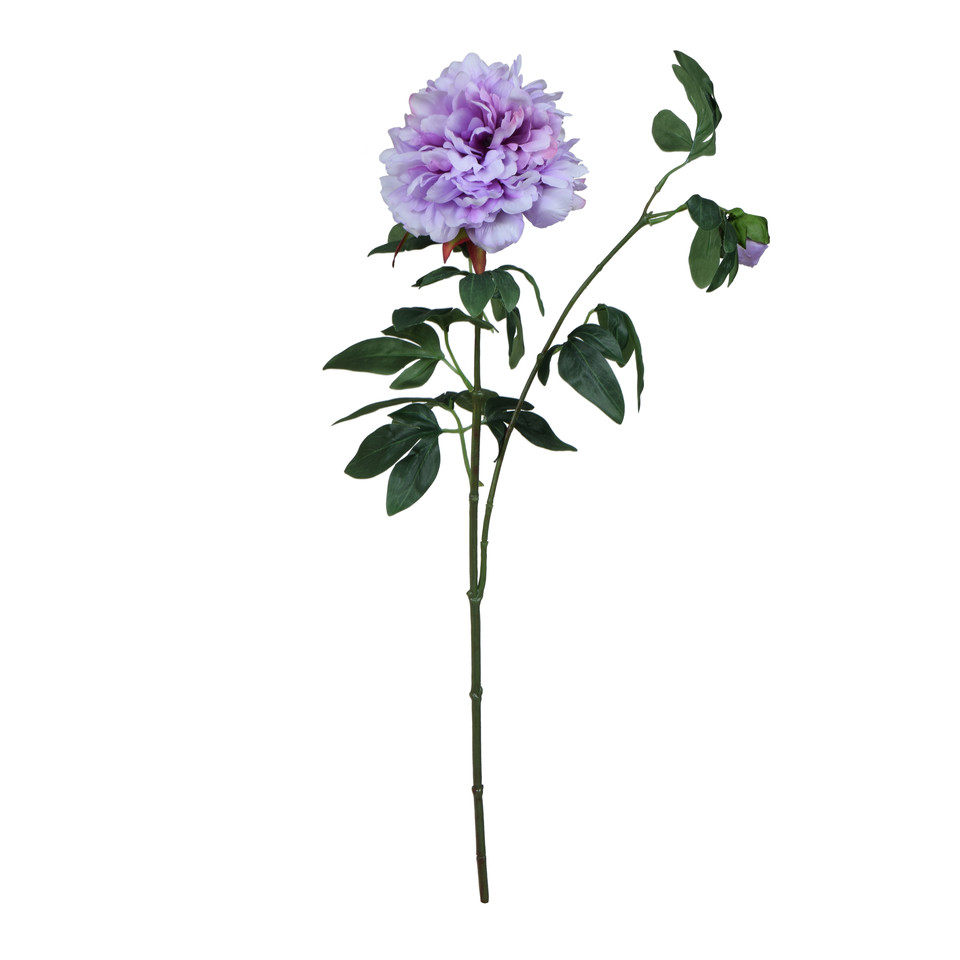 Peonia, Violet GK227-05
