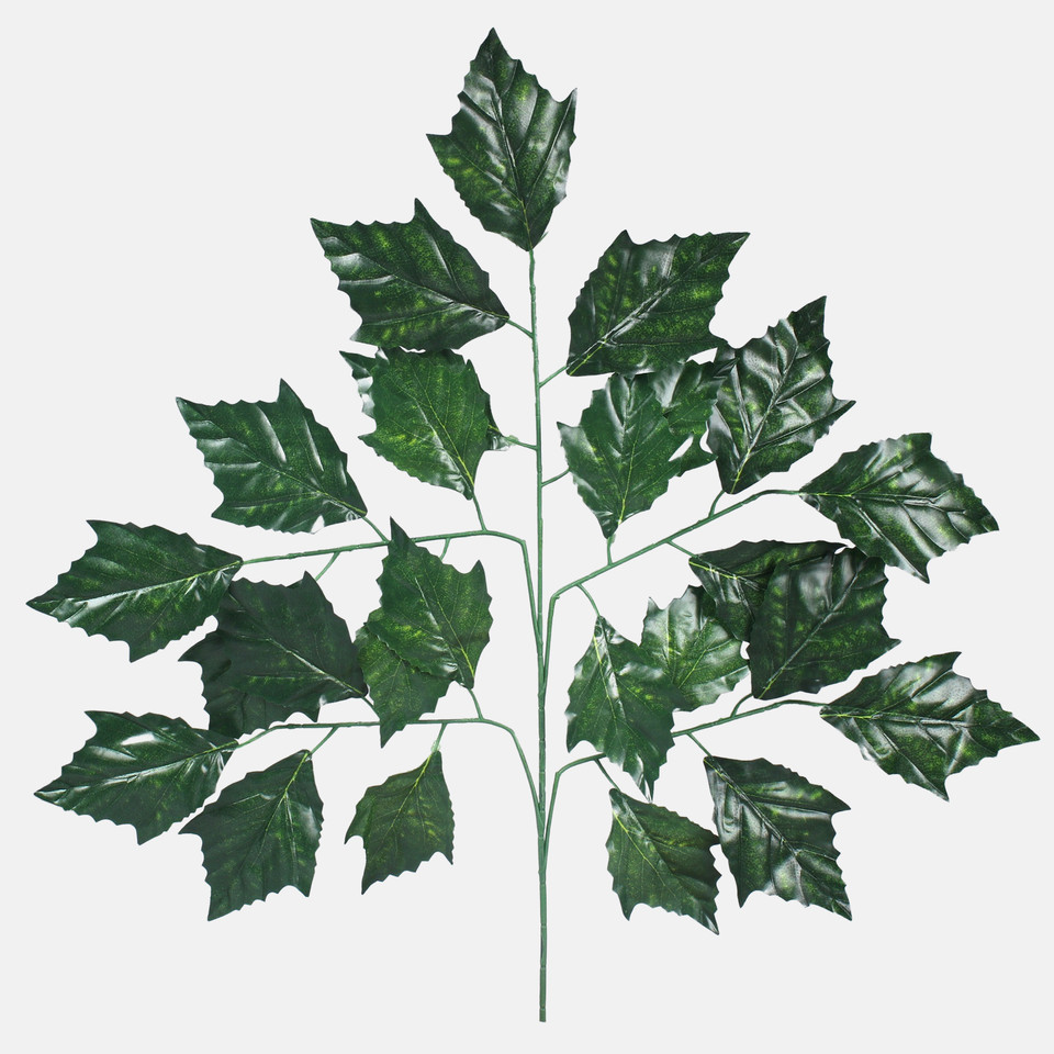 Plane-tree, Dk. Green F180-01