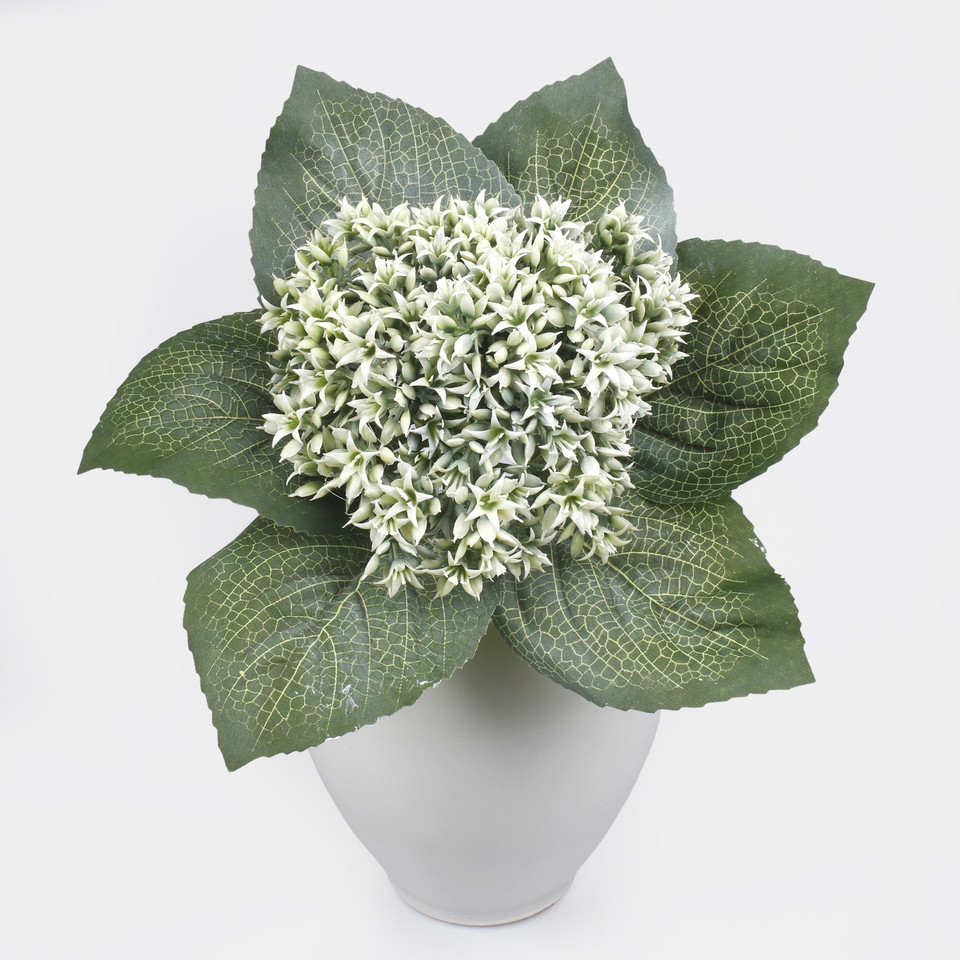 Hortensja, Mix 1 QA339-01