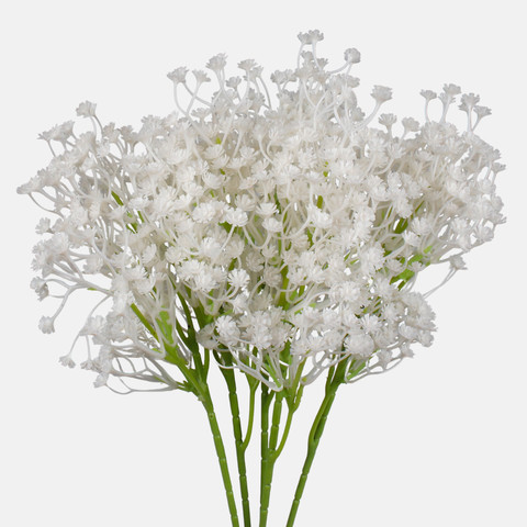 Gypsophila G200A