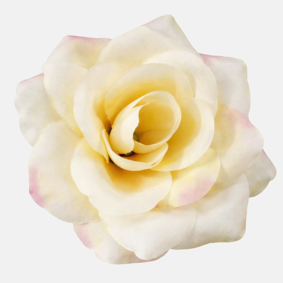 Róża, Lt. Yellow/Pink Green Edge W751-03