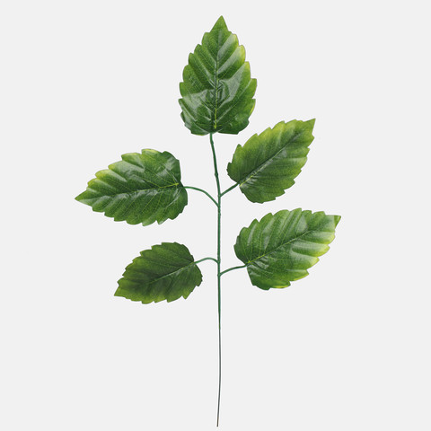 Elm, Green F244-01