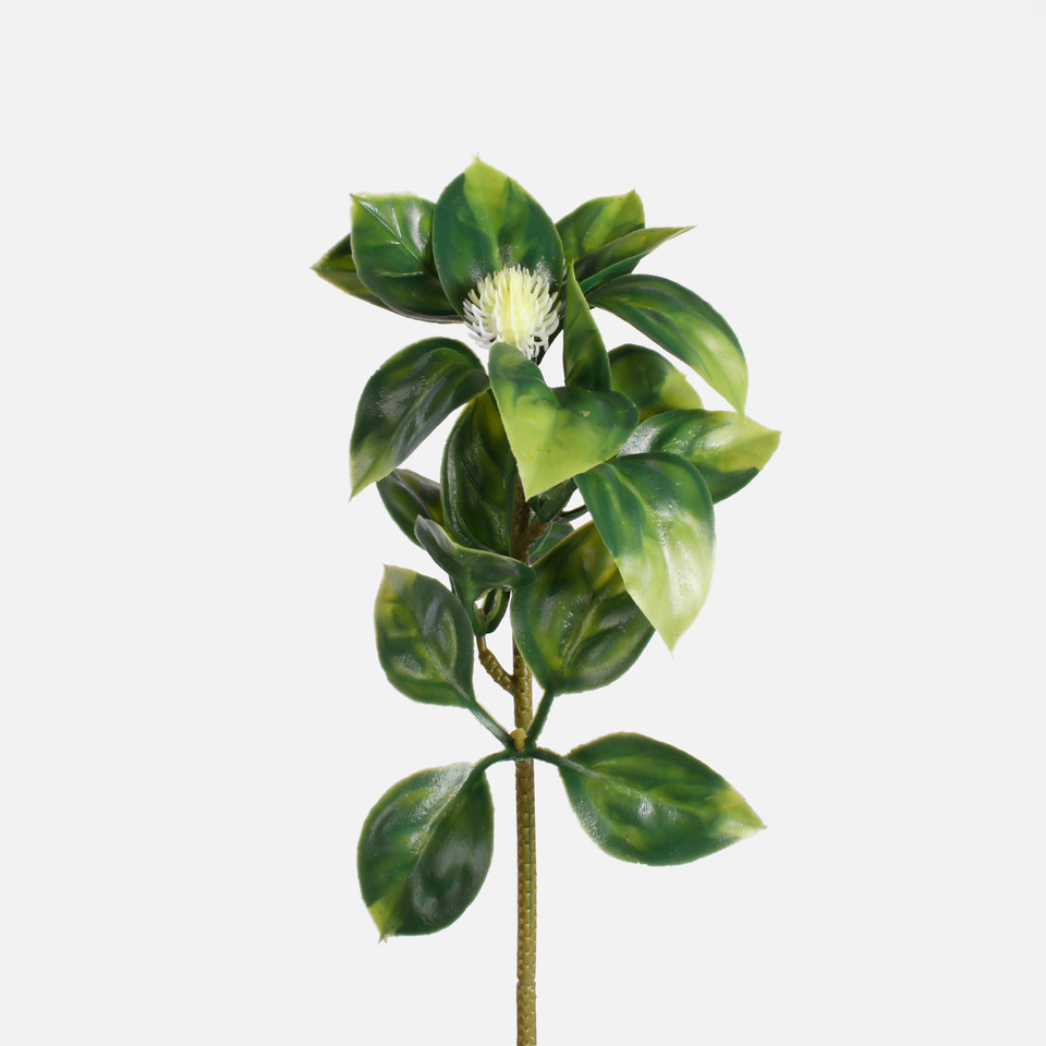 Hoya, T.T. Green A669-01