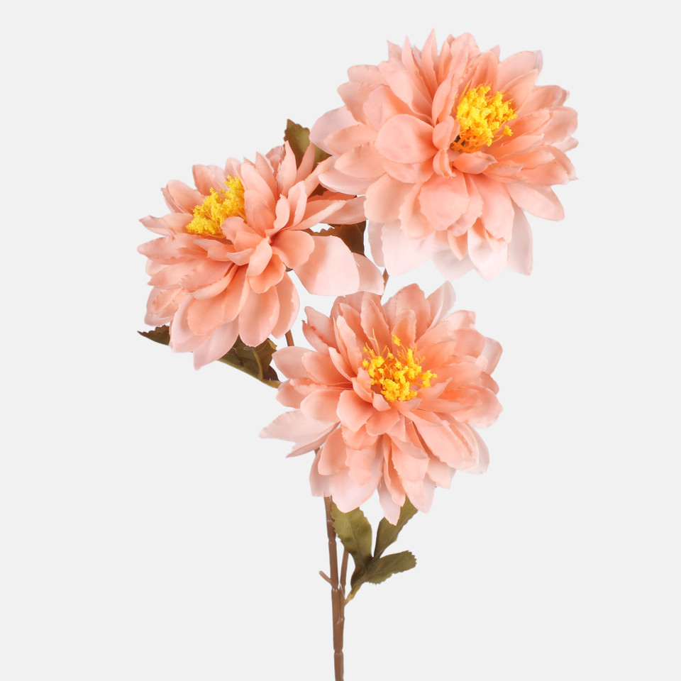 Dalia x 3, Autumn Peach G481-03