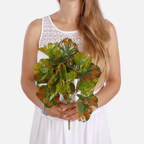 Begonia B010Y (Product size)