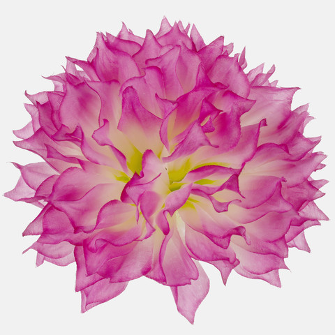 Dahlia W531